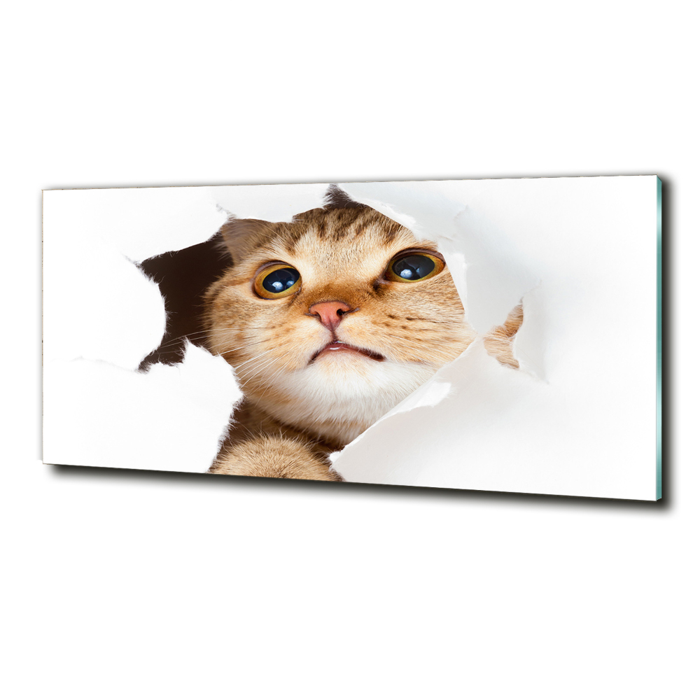 Foto-obraz szkło hartowane Kot w dziurze