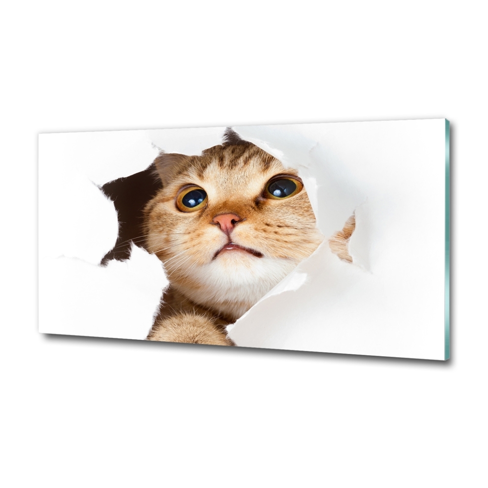Foto-obraz szkło hartowane Kot w dziurze