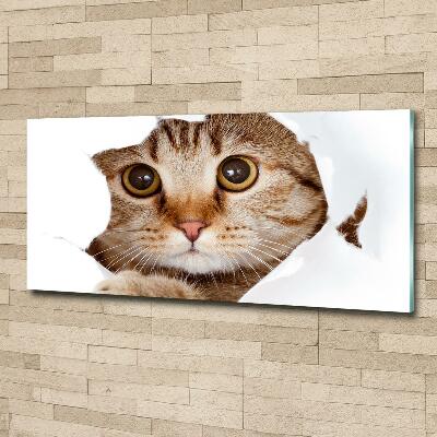 Foto-obraz zdjęcie szkło hartowane Kot