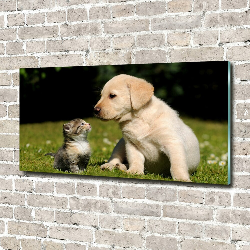Foto-obraz szklany Pies i kot na łące
