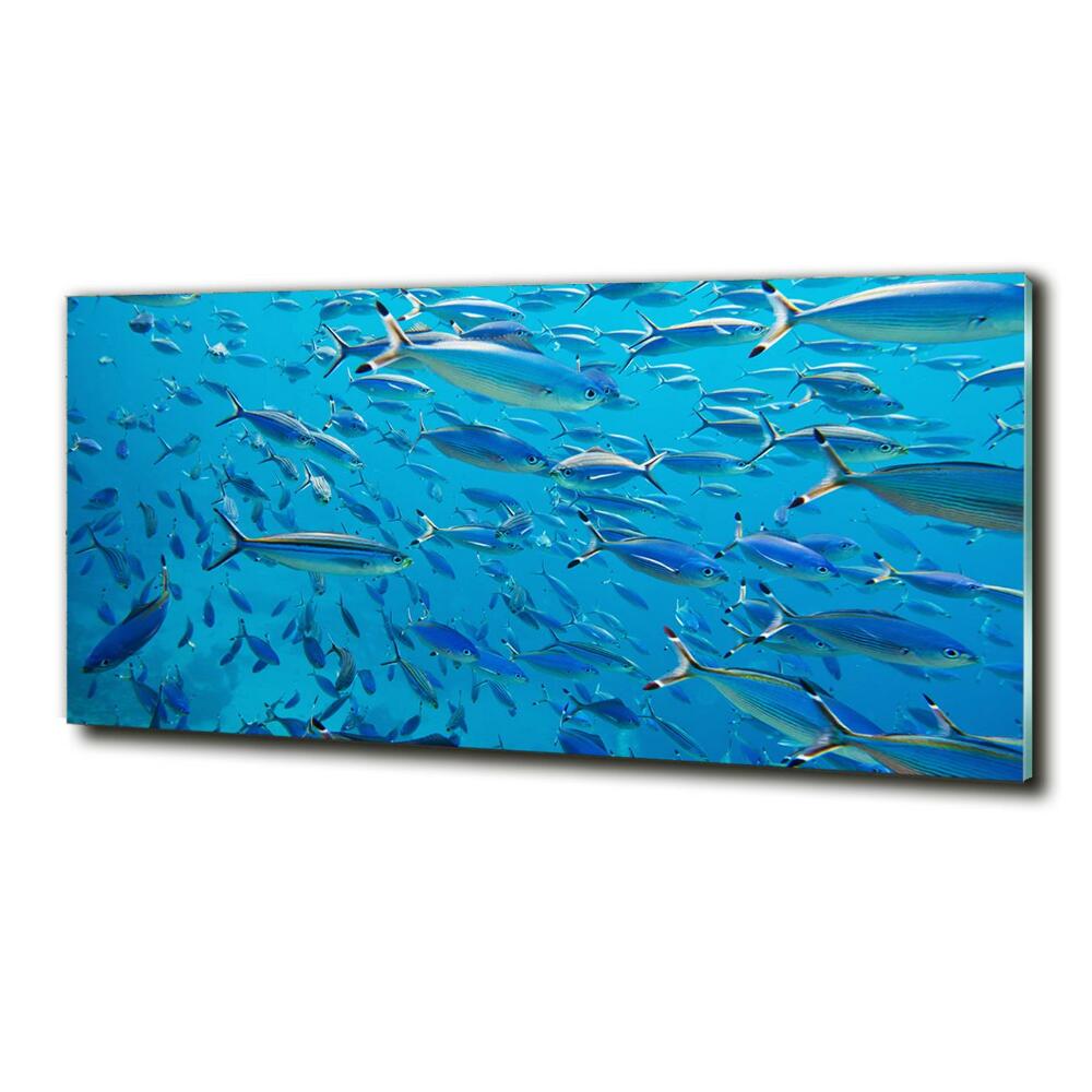 Foto-obraz szkło hartowane Koralowe ryby