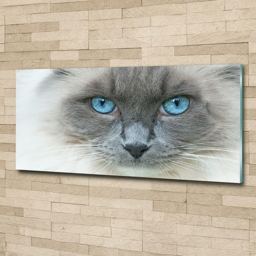 Foto-obraz szklany Kot niebieskie oczy