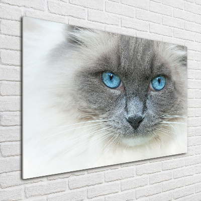 Foto-obraz szklany Kot niebieskie oczy