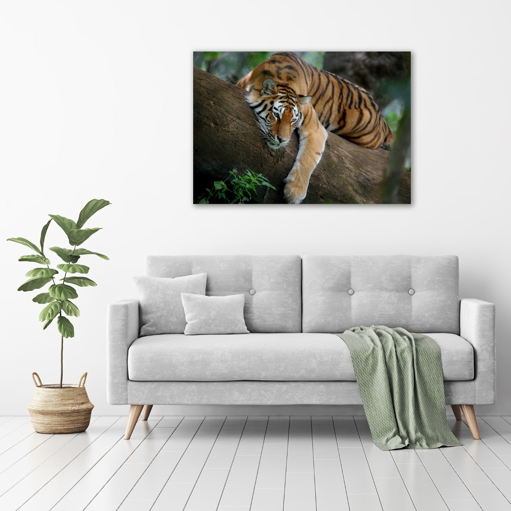 Foto-obraz szklany Tygrys na drzewie