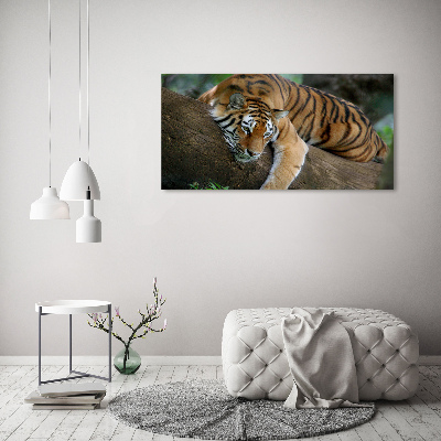 Foto-obraz szklany Tygrys na drzewie