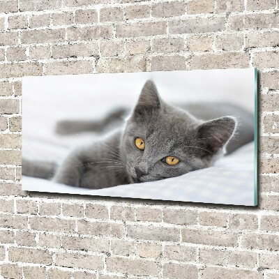 Foto-obraz szkło hartowane Szary kot