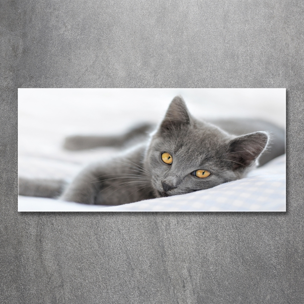Foto-obraz szkło hartowane Szary kot