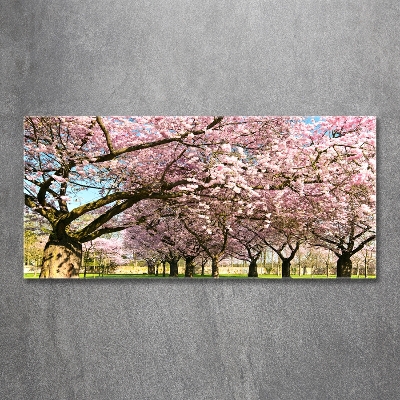 Foto obraz szkło hartowane Drzewa wiśni