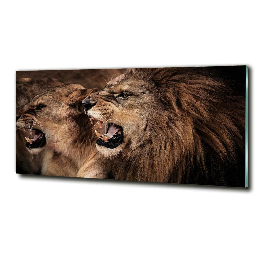 Foto-obraz szkło hartowane Ryczące lwy