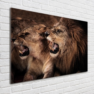 Foto-obraz szkło hartowane Ryczące lwy