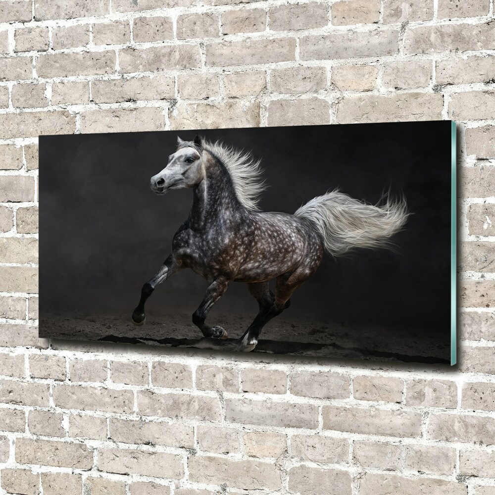Foto-obraz szklany Szary koń arabski