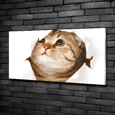 Foto-obraz zdjęcie szkło hartowane Kot