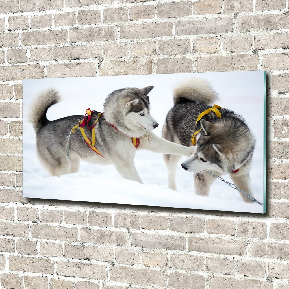 Foto-obraz szkło hartowane Husky zimą