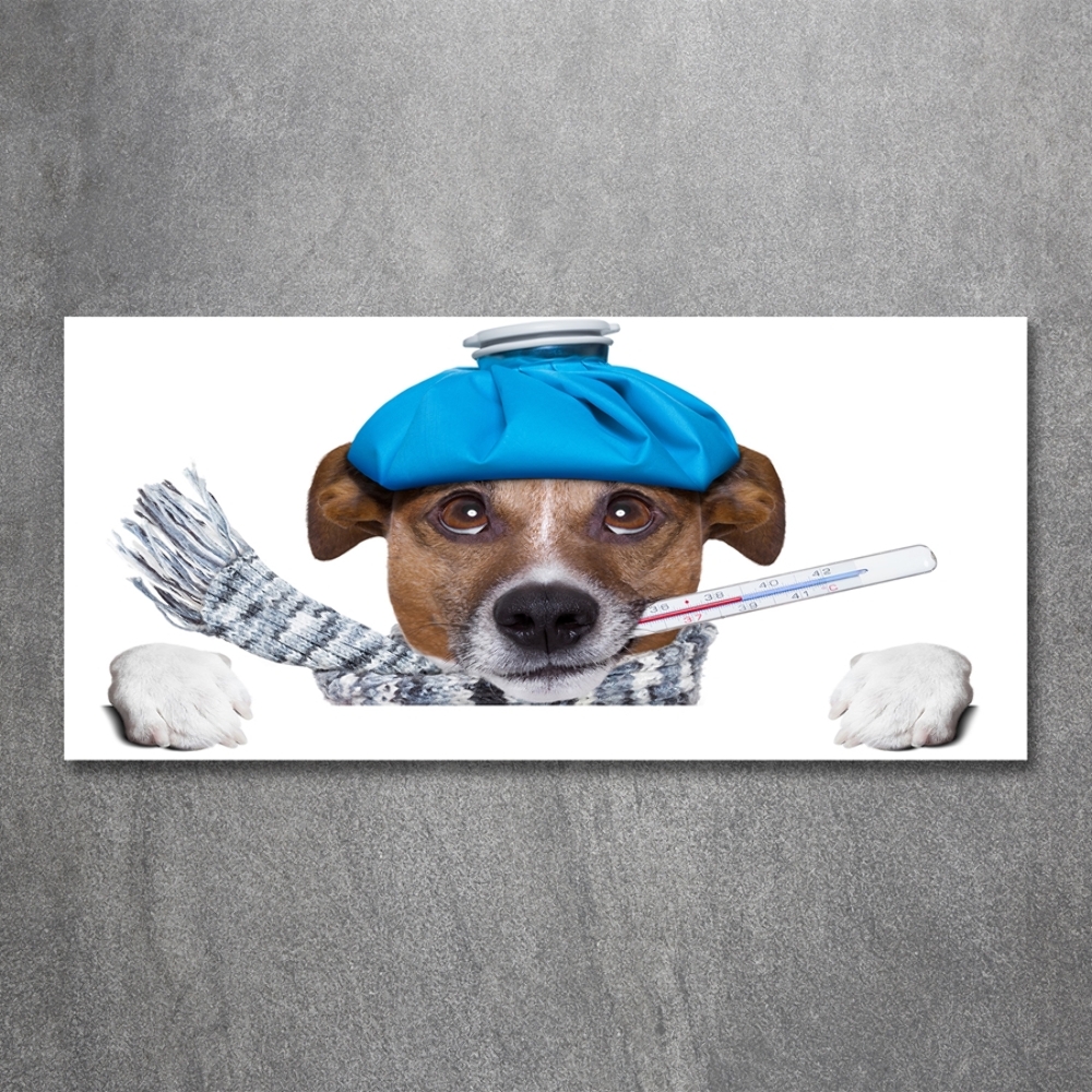 Foto-obraz szkło hartowane Chory pies