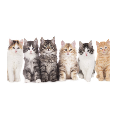Foto-obraz szkło hartowane Sześć kotów