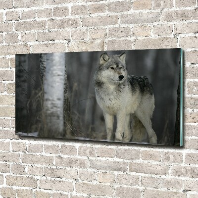 Foto-obraz szkło hartowane Szary wilk