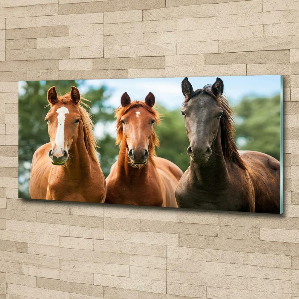 Foto-obraz szkło hartowane Trzy konie