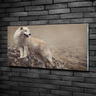 Foto-obraz szklany Biały wilk na skale