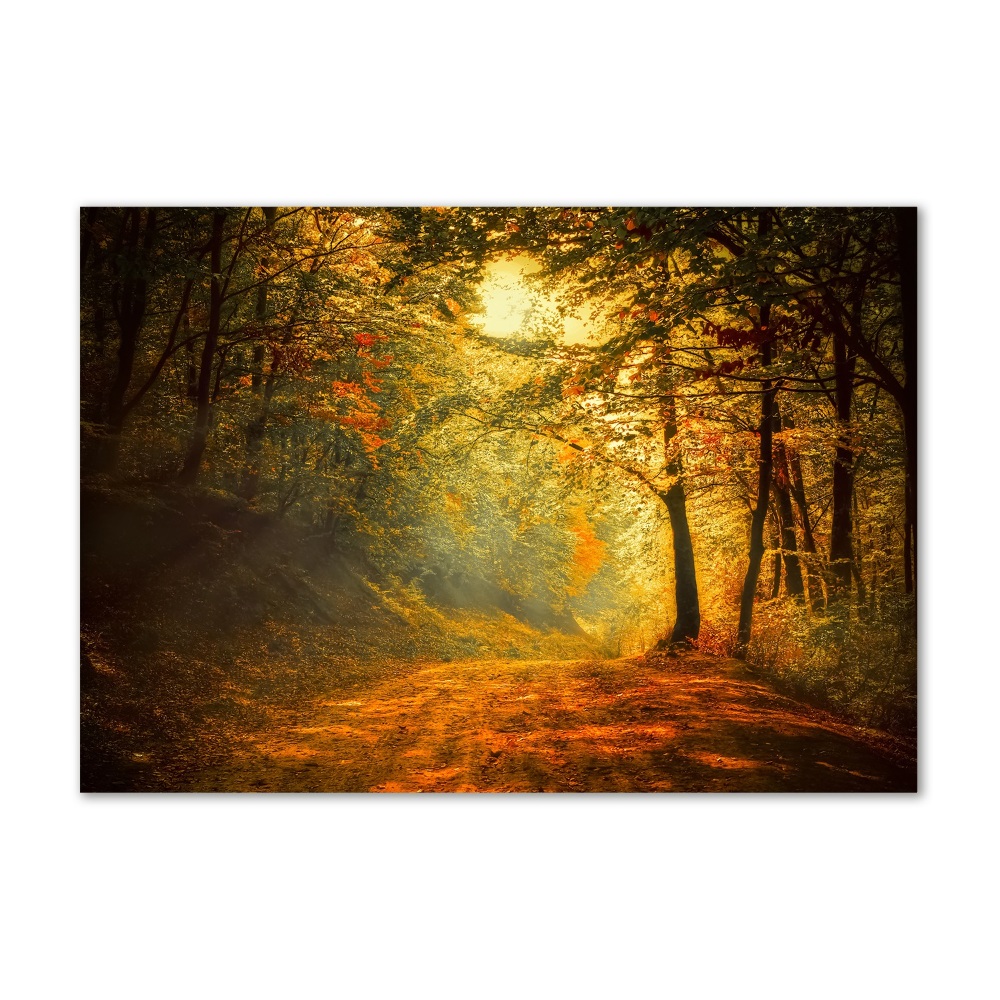 Foto obraz szkło hartowane Las jesienią