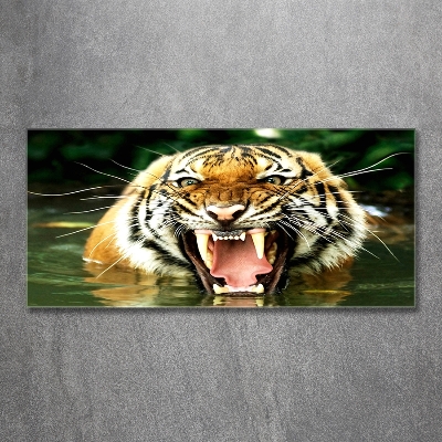 Foto-obraz szkło hartowane Ryczący tygrys