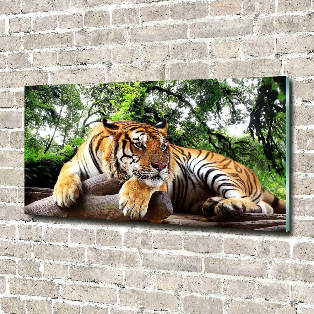 Fotoobraz na ścianę szklany Tygrys na skale