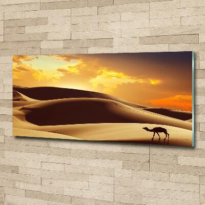 Fotoobraz na ścianę szklany Wielbłąd Sahara