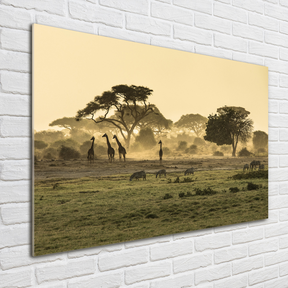Foto obraz szklany Żyrafy na sawannie