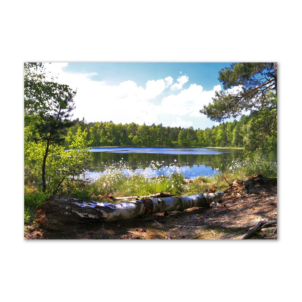 Foto obraz szkło hartowane Leśna panorama
