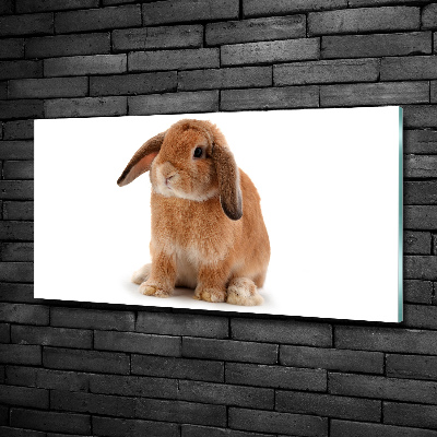 Foto-obraz szkło hartowane Rudy królik