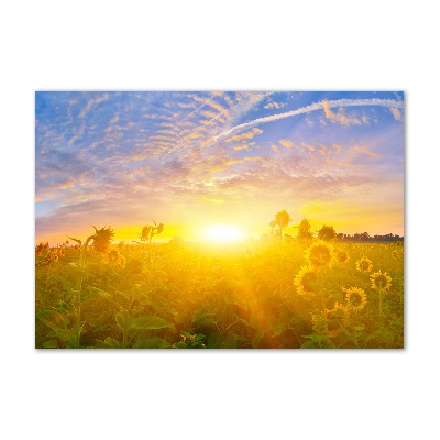 Foto obraz szklany Pole słoneczników