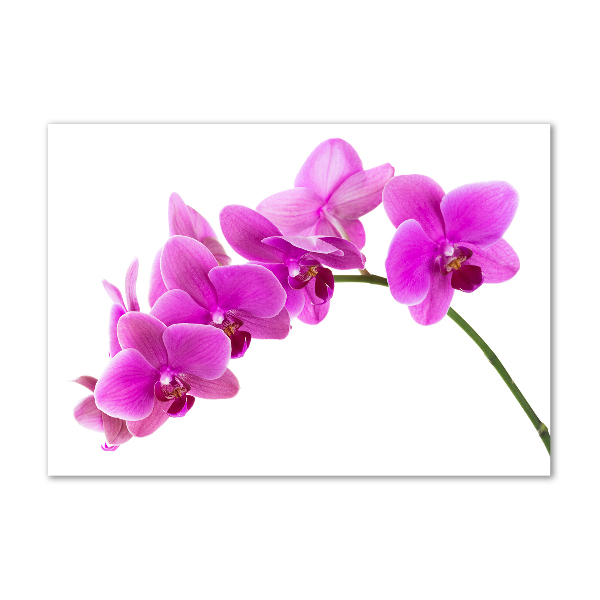 Fotoobraz na ścianę szklany Różowa orchidea