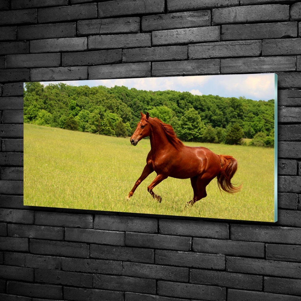 Foto-obraz szkło hartowane Koń na łące