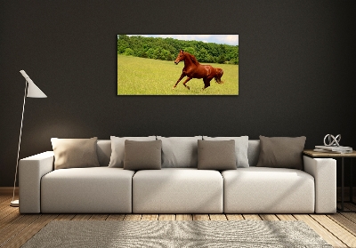Foto-obraz szkło hartowane Koń na łące
