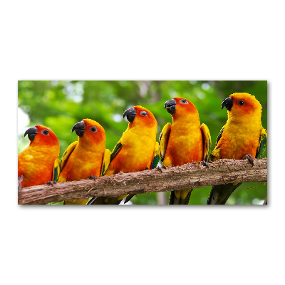 Foto-obraz szklany Papugi na gałęzi