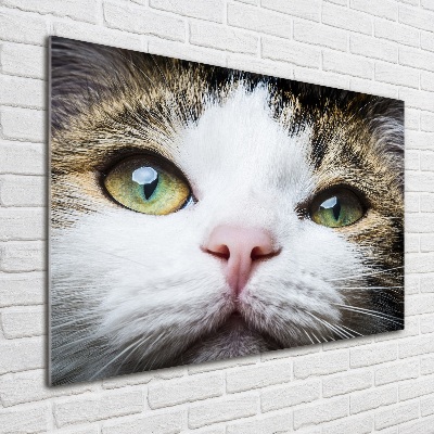 Foto-obraz szklany Zielone kocie oczy