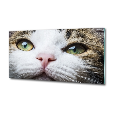 Foto-obraz szklany Zielone kocie oczy