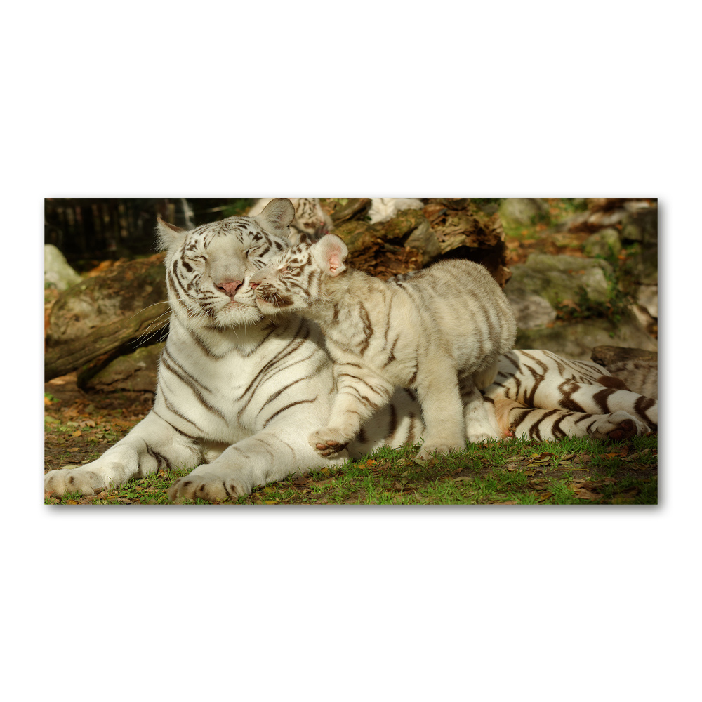 Fotoobraz na ścianę szkło hartowane Tygrysy