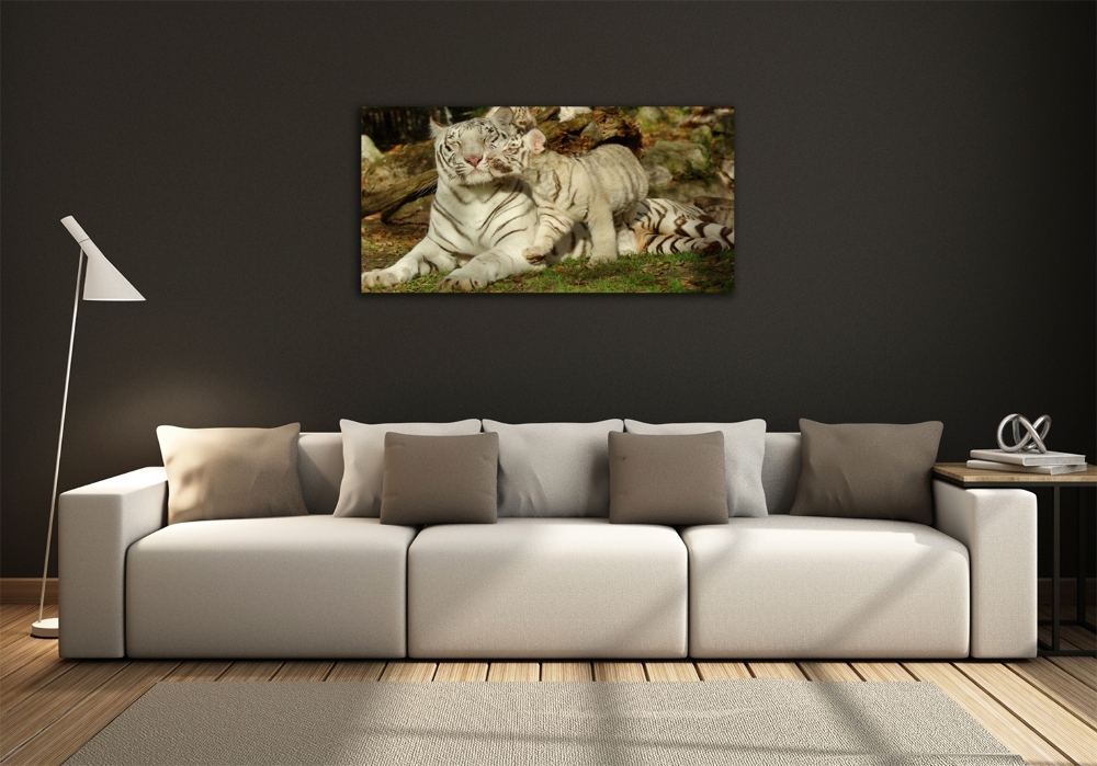 Fotoobraz na ścianę szkło hartowane Tygrysy