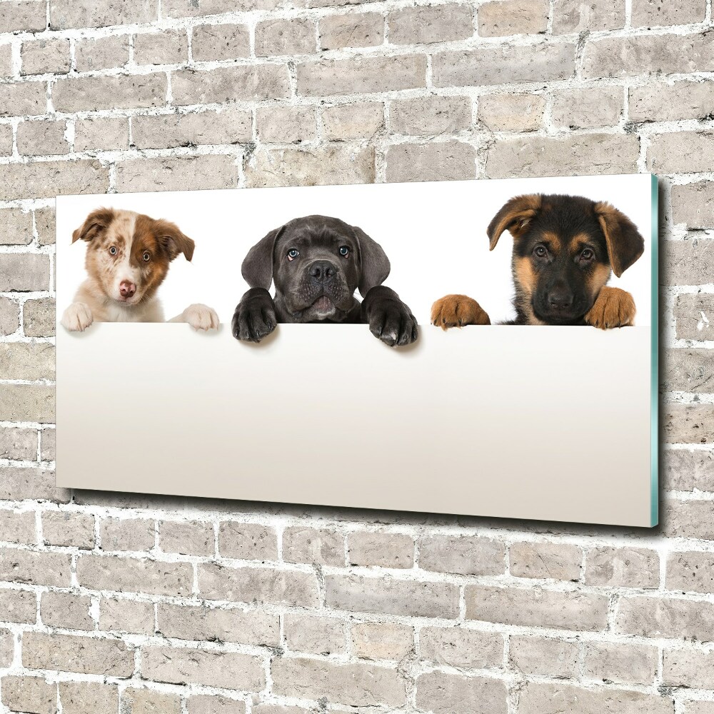 Fotoobraz na ścianę szklany Trzy szczeniaki
