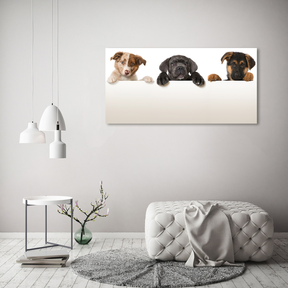 Fotoobraz na ścianę szklany Trzy szczeniaki