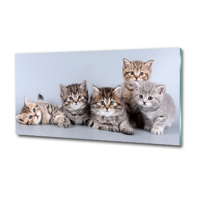 Foto-obraz szkło hartowane Pięć kotów