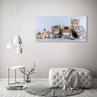 Foto-obraz szkło hartowane Pięć kotów