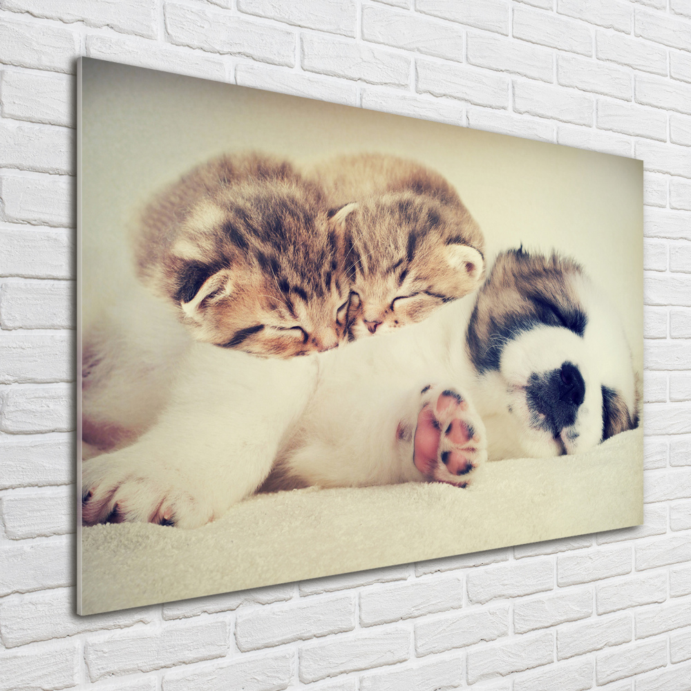 Fotoobraz na ścianę szklany Dwa koty i pies