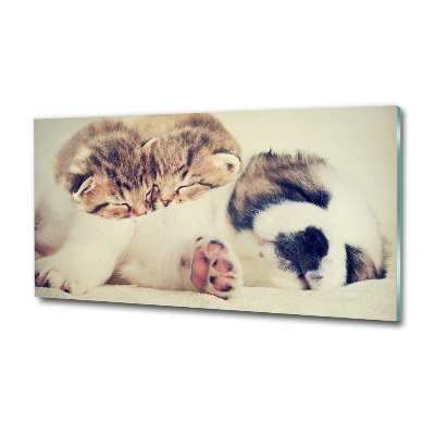 Fotoobraz na ścianę szklany Dwa koty i pies