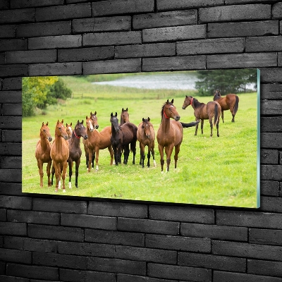 Foto-obraz szklany Stado koni na łące