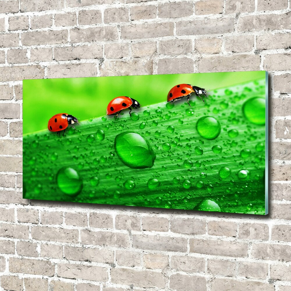 Foto-obraz szklany Biedronki na trawie