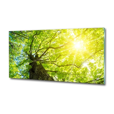 Foto obraz szkło hartowane Kasztan wiosną