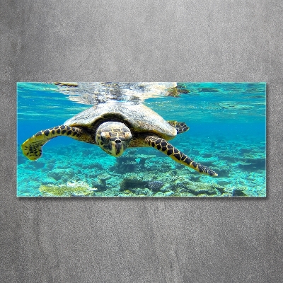 Foto-obraz szkło hartowane Żółw morski