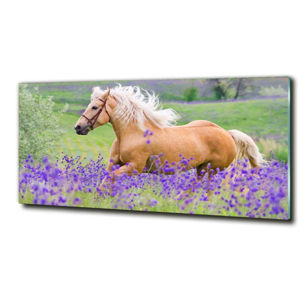Foto-obraz szklany Koń na polu lawendy
