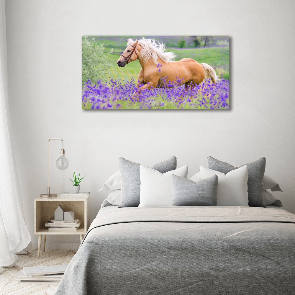 Foto-obraz szklany Koń na polu lawendy